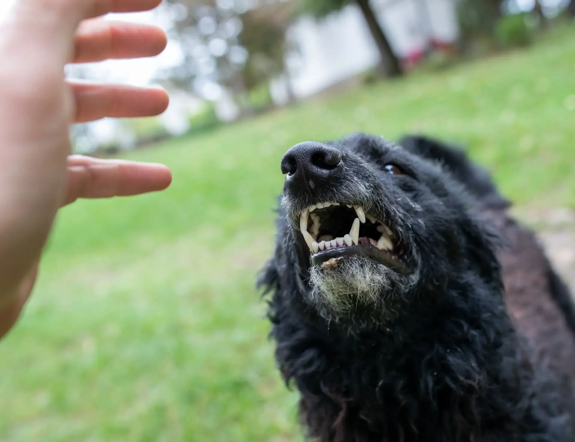 Black Dog Showing Teeth - Dog Bite Attorney